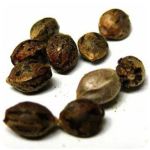 Семена марихуаны АК-47  (Seeds AK-47) в Шатуре